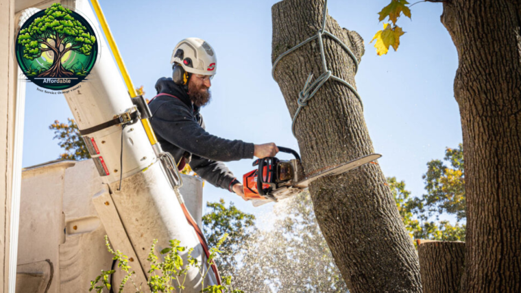 Cheap and great tree services