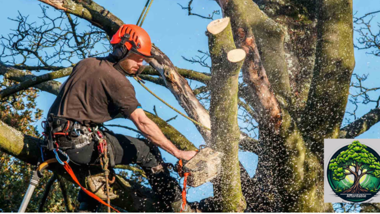 Affordable Tree Trimming Service