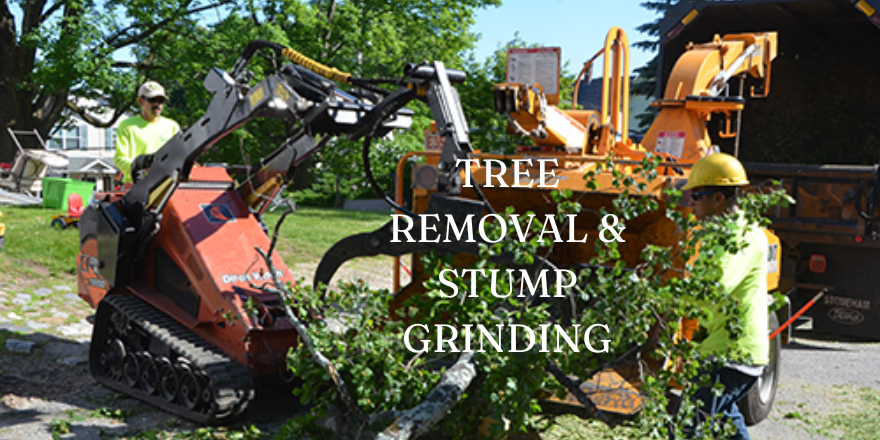 Tree Removal & Stump Grinding (3)