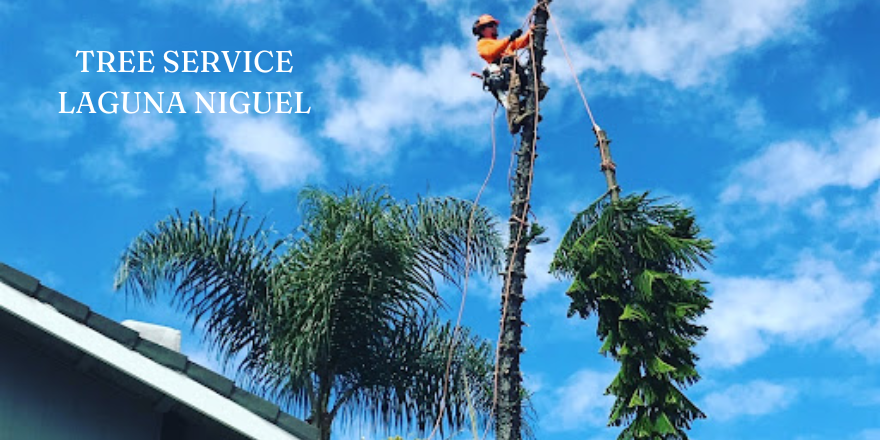 Tree Service Laguna Niguel