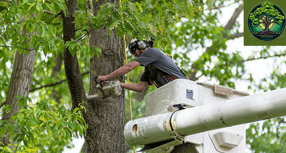 A Professional Tree Removal