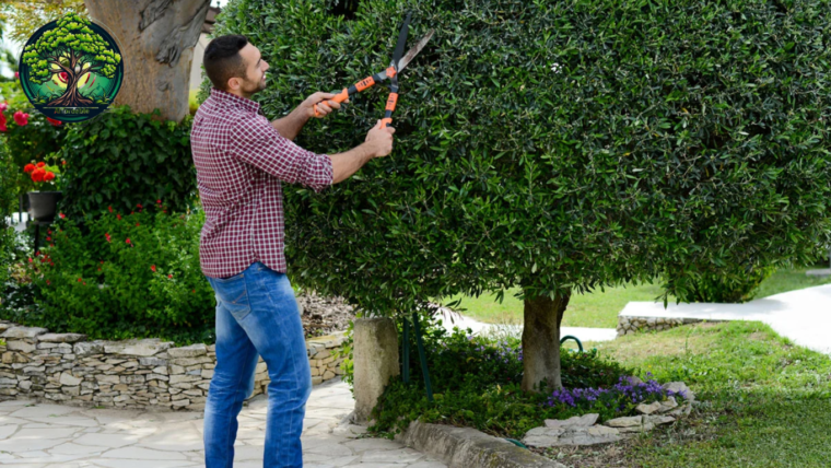 How Much Does It Cost To Prune Trees