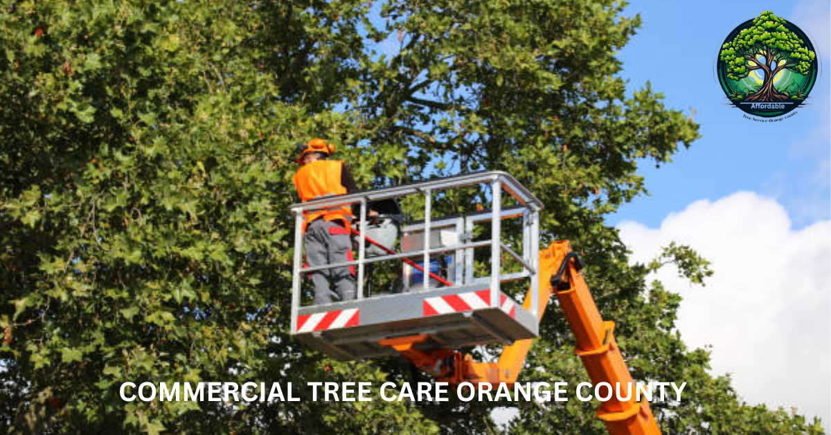 Commercial Tree Care Orange County