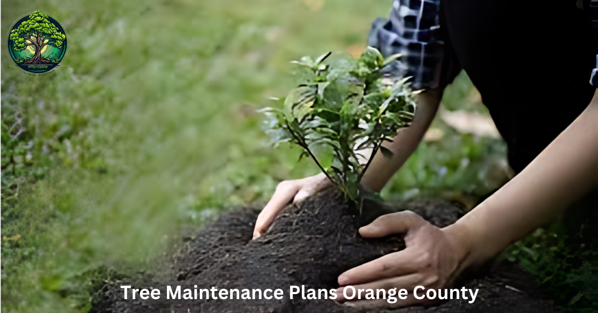 Tree Maintenance Plans Orange County