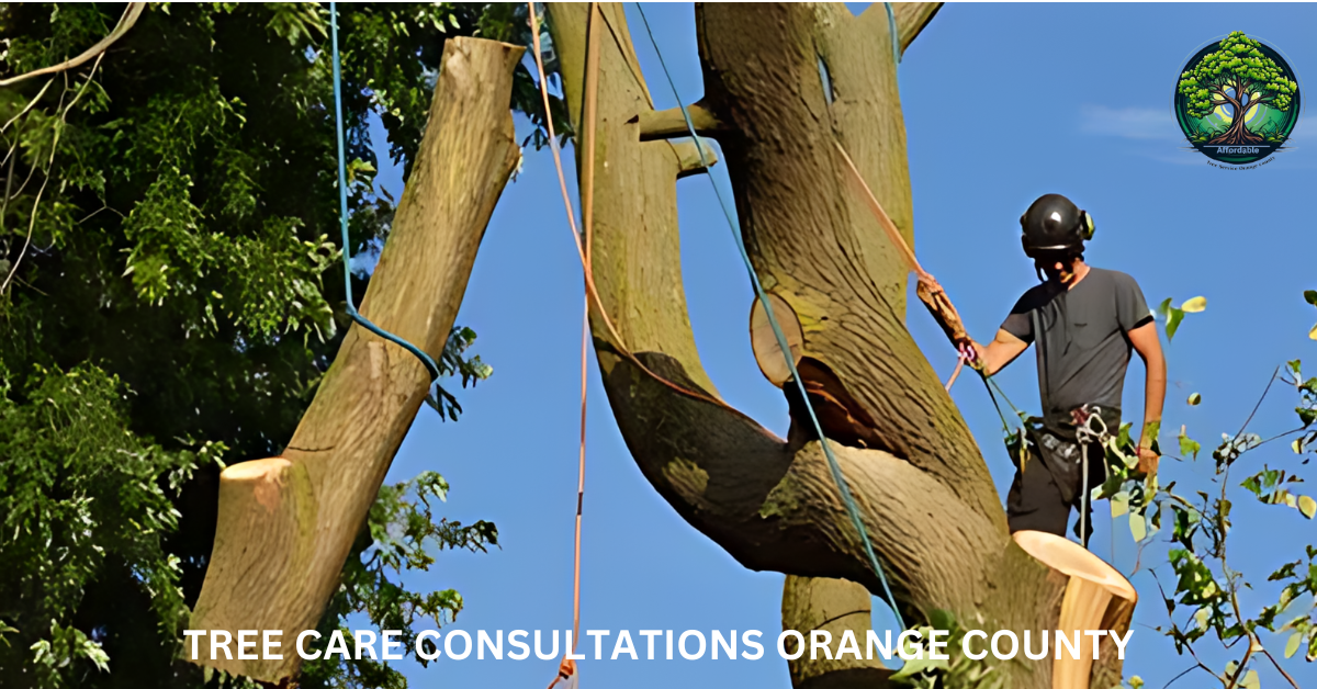 Tree Care Consultations Orange County