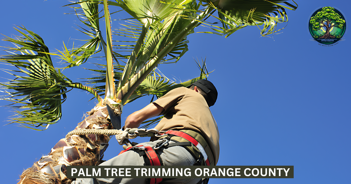 Palm Tree Trimming Orange County