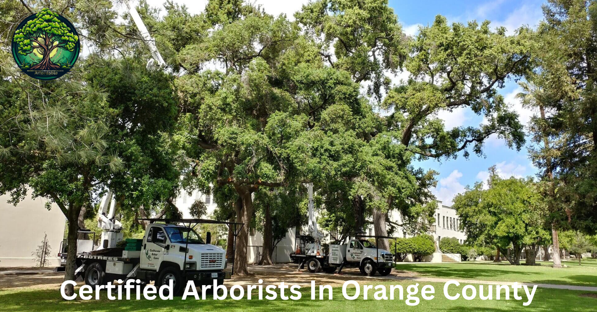 Certified Arborists In Orange County