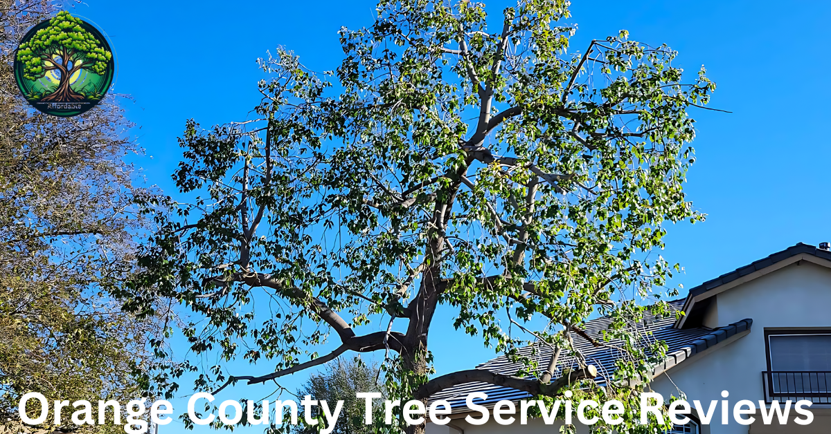 Orange County Tree Service Reviews