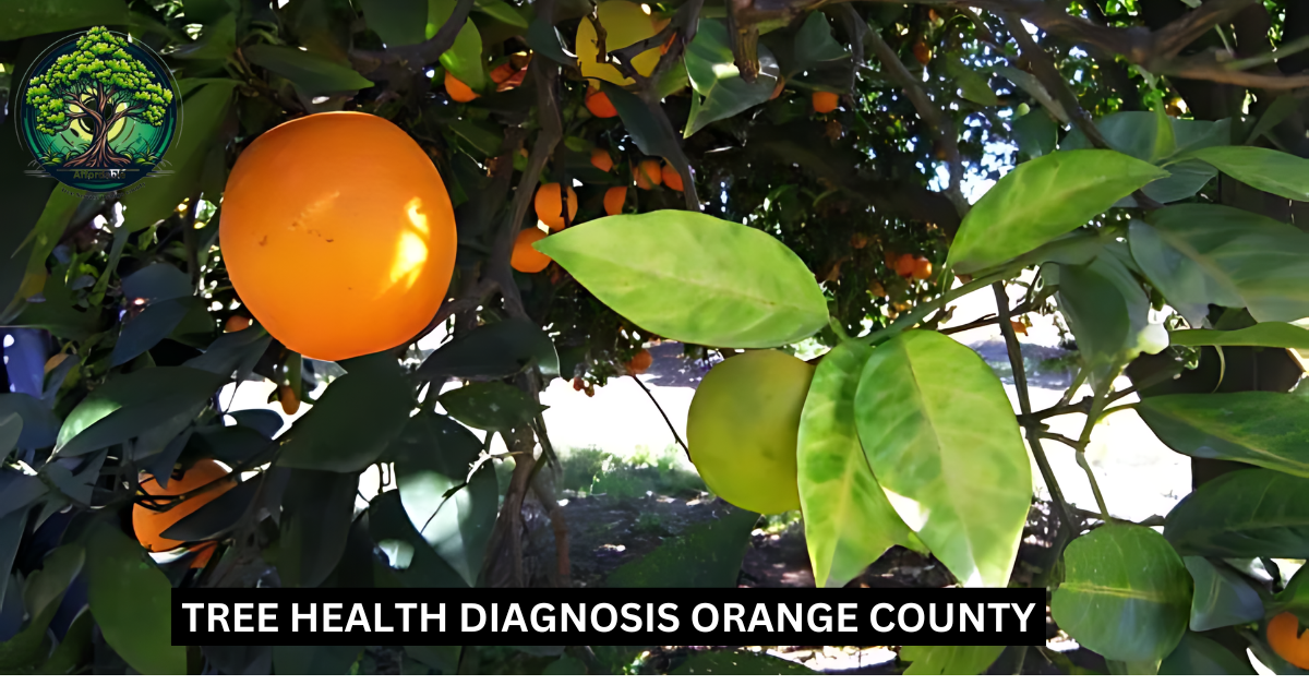 Tree Health Diagnosis Orange County