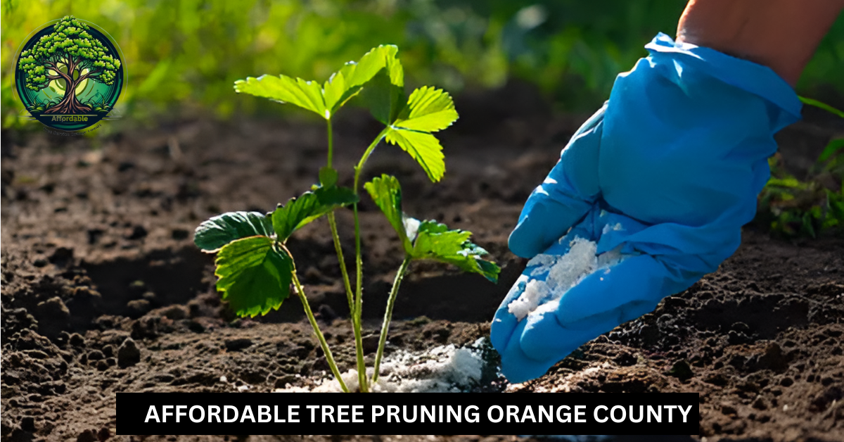 Tree Fertilization Orange County